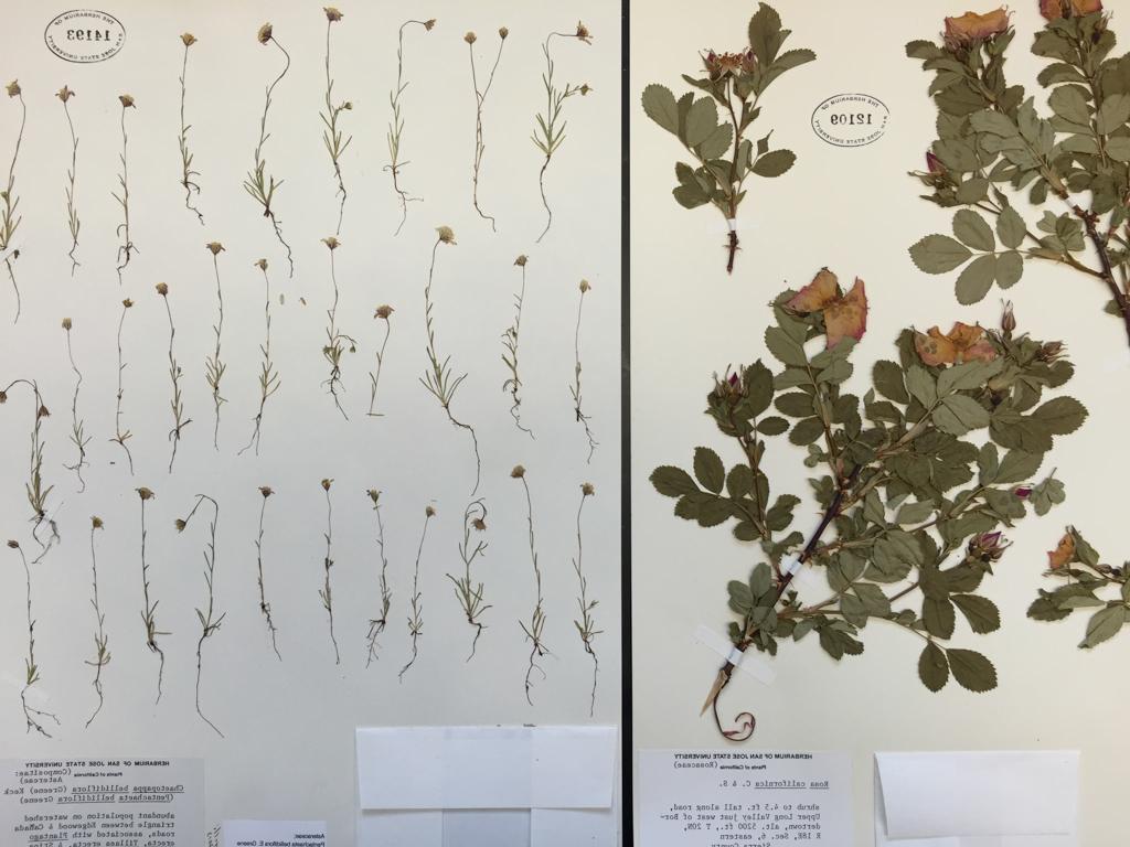 two herbarium species